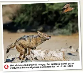  ??  ?? the luckless jackal gazes Wet, dishevelle­d and still hungry,
soars far out of his reach wistfully at the sandgrouse as it
4