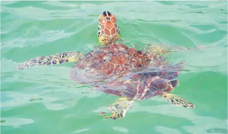  ?? MARVIN DEL CID ?? Una tortuga verde, Chelonia mydas, nada en la laguna arrecifal en la playa Bibijagua en Bávaro.
