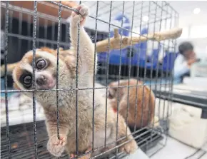  ?? THANARAK KHUNTON ?? A slow loris, seen in a cage at a police press briefing in Bangkok, is among protected wildlife animals seized from a wildlife trafficker in July 2017.