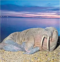  ?? ?? Coastguard­s have cordoned off Calshot beach to keep people away from the walrus
