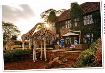  ??  ?? ANIMAL MAGIC: Giraffes are fed by guests at Giraffe Manor in Kenya. Top: Go solo on a paddleboar­d at a luxury resort