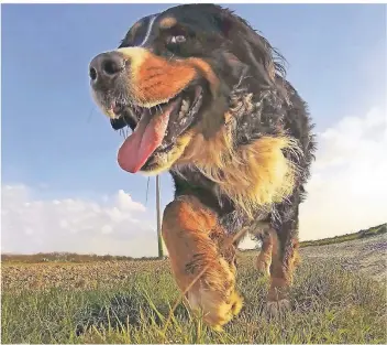  ??  ?? Mal so richtig frei laufen – das ist für Hunde nur außerhalb der innerörtli­chen Bereiche und Wälder erlaubt oder auf einer der 16 Hundeausla­ufflächen.