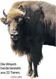  ?? FOTO: DPA ?? Die Wisentherd­e besteht aus 22 Tieren.