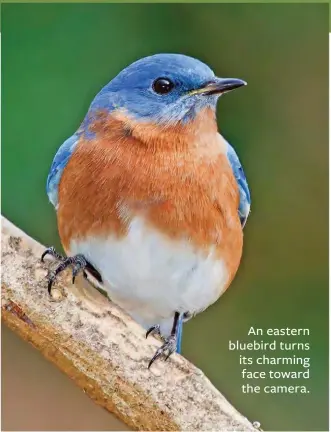  ??  ?? An eastern bluebird turns its charming face toward the camera.