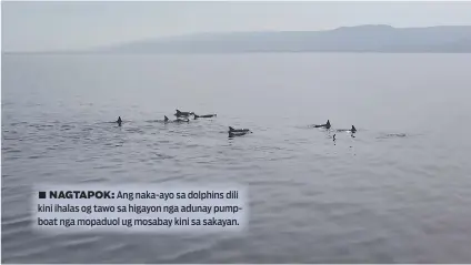  ??  ?? ■ NAGTAPOK: Ang naka-ayo sa dolphins dili kini ihalas og tawo sa higayon nga adunay pumpboat nga mopaduol ug mosabay kini sa sakayan.