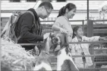  ?? CHINA DAILY IAN DAISLEY / FOR ?? Chinese tourists inspect animals at Chatsworth House’s farmyard.