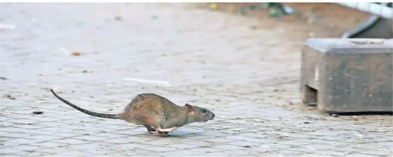  ?? SYMBOL-FOTO: DPA ?? Auch auf Kevelaers Straßen sind immer öfter Ratten zu sehen.