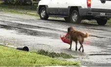  ?? TIELE DOCKENS/FACEBOOK ?? This photo of Otis the dog carrying a bag of dog food as he walks down a street in Sinton, Texas, went viral. A story and photo caption that ran in the Star this week incorrectl­y stated Otis was from the town of “Stinton.”