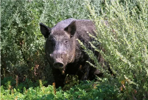  ??  ?? Canada’s wild pig population has exploded; one expert predicts the pigs could eventually outnumber the 1.17 million people living in Saskatchew­an