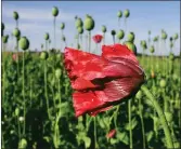  ??  ?? A poppy blossom blowing in the wind