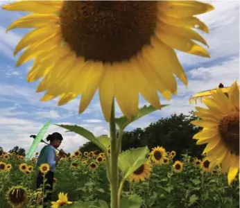  ?? MATT MCCLAIN/THE WASHINGTON POST ?? Research illustrate­s the flower’s movement is caused by an internal rhythm, not a direct response to the sun.