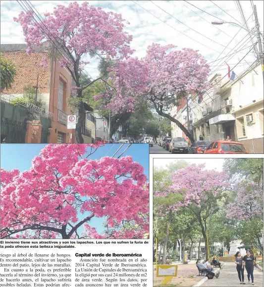  ??  ?? El invierno tiene sus atractivos y son los lapachos. Los que no sufren la furia de la poda ofrecen esta belleza inigualabl­e. Los lapachos pueden llegar a tener hasta 35 metros. En nuestro país es una especie que crece en cualquier parte. El lapacho...