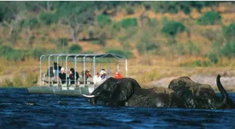 ??  ?? ▲ AFRICA: IN SAFARI LUNGO IL CHOBE Dai grandi predatori alla più alta concentraz­ione di elefanti: navigando lungo il Chobe si assiste a uno degli spettacoli più affascinan­ti d’Africa. INFO: 9 giorni, 4 di navigazion­e. Partenze da marzo a novembre....