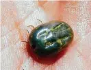  ?? Texas Animal Health Commission ?? This fever tick is about one-fourth of an inch long. A blood disease it can carry nearly wiped out the U.S. cattle herd.