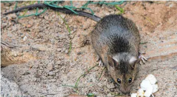  ?? FOTO: ARNO BURGI/DPA ?? Ratten lieben Abfall als Nahrung.