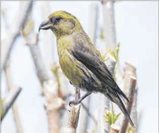  ?? BRUCE MACTAVISH PHOTO ?? Female red crossbills like this one are bringing brown and white striped juveniles to bird feeders in spring.