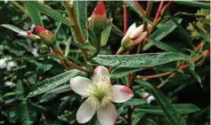  ??  ?? Flowers are tinged with pink at the tips while the leaves have pink margins.