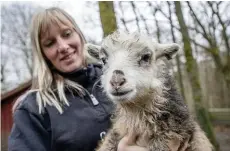  ??  ?? NYFIKEN. Paulina Sjöholm, djuransvar­ig för Barnens zoo, tillsamman­s med ett av lammen.