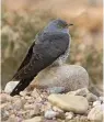  ??  ?? CLOCKWISE FROM TOP LEFT Come September, turtle doves fly as far as the Sahel; swallows arrive in South Africa in time for the southern spring; the cuckoo overwinter­s deep in Congolese rainforest­s