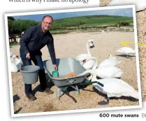  ??  ?? ABOVE The swannery at Abbotsbury, home to about 600 mute swans BELOW Monkey World is a multi-species sanctuary