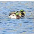  ?? FOTO: FUNK ?? Stockenten fühlen sich im Wasser richtig wohl.