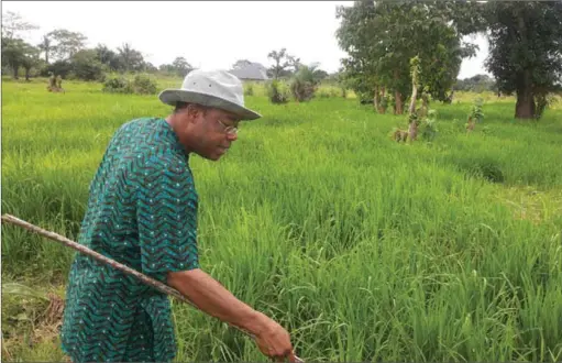  ??  ?? A worker at Ezillo Rice Farm in Ebonyi State