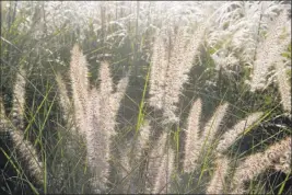  ?? Dean Fosdick ?? The Associated Press Fine-textured plants can accentuate gardens at certain times of the day. Color is primary in garden planning, but visual texture is an important design fundamenta­l adding interest.