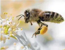  ?? FOTO: EPA ALESSANDRO DELLA BELLA/DPA ?? Die Menge an Honig aus dem Imkerbezir­k Ravensburg ist überdurchs­chnittlich hoch ausgefalle­n.