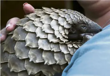  ?? — Filepic ?? Close-up of a pangolin from the Johannesbu­rg Wildlife Veterinary Hospital. The high demand for those scales is driving a burgeoning illegal trade, including in Malaysia.