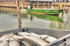  ?? FOTO: RALF SCHÄFER ?? Die Fischer fangen immer weniger Felchen. Um dem entgegen zu steuern, will die Genossensc­haft Bodensee RegioFisch Netzgehege aufbauen. Damit aber erntet sie viel Gegenwind von Anglern und Fischern.