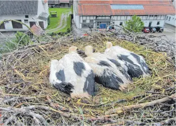  ?? FOTO: BRIGITTE ZIRN ?? Junge Störche in Ebenweiler: Die Storchenbe­auftragte beobachtet dieses Jahr besonders lästige „Halbstarke“, die ihre Artgenosse­n schon bei der Vorbereitu­ng der Nester und später beim Brüten massiv störten.