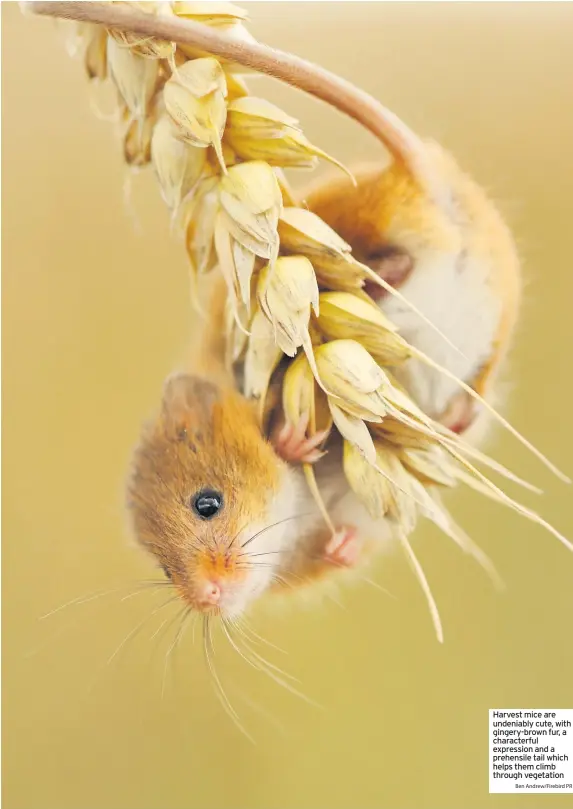  ?? Ben Andrew/Firebird PR ?? Harvest mice are undeniably cute, with gingery-brown fur, a characterf­ul expression and a prehensile tail which helps them climb through vegetation