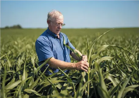  ?? CITIZEN NEWS SERVICE PHOTO ?? In this July 12 photo, farmer Don Bloss examines a tall sorghum plant in his field in Pawnee City, Neb.