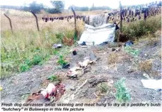  ??  ?? Fresh dog carcasses await skinning and meat hung to dry at a peddler’s bush “butchery” in Bulawayo in this file picture