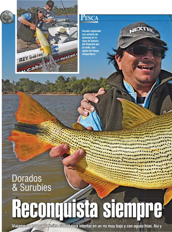  ??  ?? Dorado capturado con señuelo de spinning en la zona de bancos del Reposini por la tarde, con aguas de mayor temperatur­a.