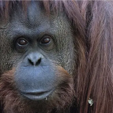  ??  ?? La mirada de la orangutana impresiona. El encierro la deprime: si no la estimulan, permanece inactiva la mitad del día.