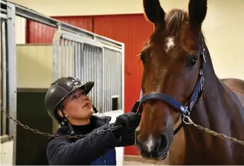  ?? Bild: Thomas Bennelind ?? Hårt arbete och engagemang. Johanna Säll Karlsson lägger ner mycket tid på sina hästar.