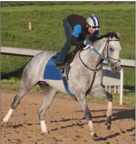  ?? (The Sentinel-Record/Richard Rasmussen) ?? Silver Prospector, with exercise rider Adolfo Garcia, goes out for a workout on Thursday at Oaklawn in Hot Springs. Silver Prospector is 10-1 on the morning line in the second division of the Arkansas Derby.