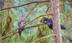  ?? Photograph­er of the Year Wildlife ?? THE Eagle and the Bear by Jeroen Hoekendijk, taken in Anan, Alaska in the US. |