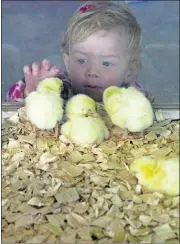  ?? AMERICAN-STATESMAN 2013 ?? Tinsley Bouse, 2, of New Taiton, looks at the chicks hatching at Rodeo Austin in 2013.