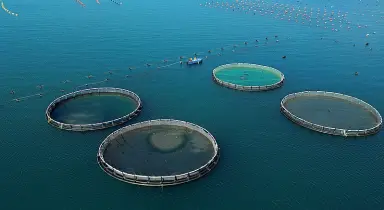  ?? ?? Le gabbie Nella foto di Michela Trani i quattro cerchi che circoscriv­ono gli allevament­i di pesce nel mar Grande di Taranto legati al progetto di ripopolame­nto RemediaLif­e
