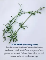  ??  ?? CLEAVERS ( Galium aparine)
Slender stems lined with Velcro-like hooks let cleavers hitch a ride from one part of your garden to the next. Pull out this shallow-rooted annual before it seeds in spring.