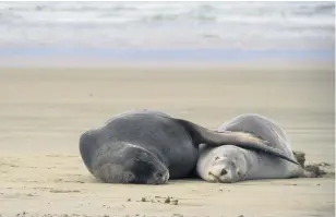  ??  ?? The McCaws were taken on a guided wildlife tour to a secluded bay where they encountere­d NZ sea lions.