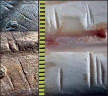  ??  ?? Comparison of fossil (left) and experiment­al cut marks