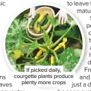  ??  ?? If picked daily, courgette plants produce plenty more crops