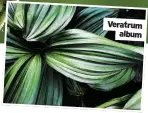  ?? ?? Veratrum album