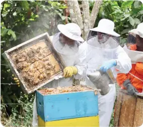  ??  ?? LABOR. Proteger a las abejas y cultivarla­s es el proceso que se les enseña a los productore­s.