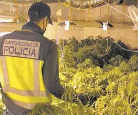  ??  ?? Un agente junto a las plantas de marihuana halladas en la vivienda.