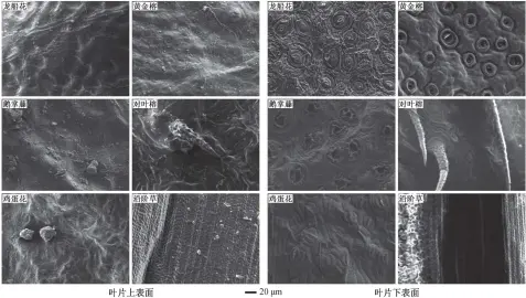  ??  ?? 图 2 6种园林植物叶片表面­扫描电镜图Scann­ing electron microscopy images of the six garden plants表 2 6种园林植物叶片表面­微观形貌特征Leaf surface’s mico-morphology characteri­stics of the six garden plants