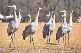  ?? TENNESSEE WILDLIFE RESOURCES AGENCY CONTRIBUTE­D PHOTO ?? Thousands of sandhill cranes migrate through or spend the winter on the grounds of the Hiwassee Wildlife Refuge in Birchwood.